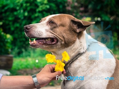 Dog With Yellow Flower Stock Photo