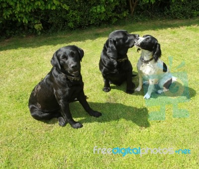 Dogs In Love Stock Photo