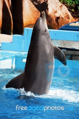 Dolphin Dance Stock Photo