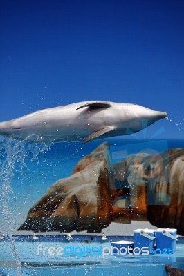 Dolphin Jump Stock Photo