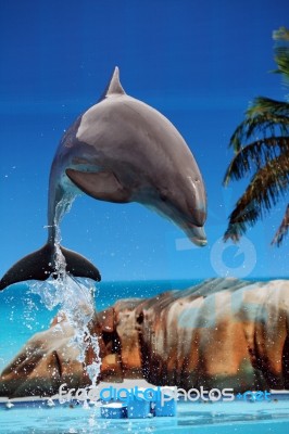 Dolphin Jumping Out Of The Water Stock Photo