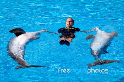 Dolphin Show Stock Photo