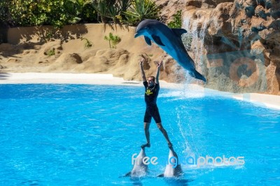 Dolphin Show Stock Photo