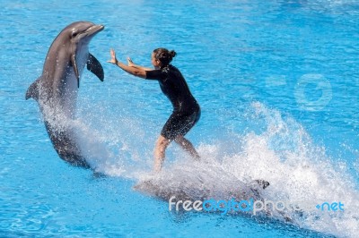 Dolphin Show At Loro Parque Stock Photo