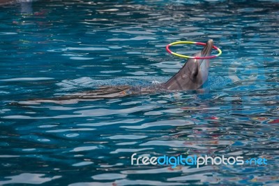 Dolphin Show In The Park Stock Photo