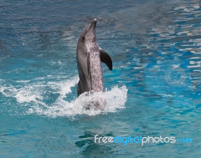 Dolphin Show Standing In Water Stock Photo