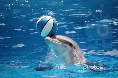 Dolphin With Ball Stock Photo