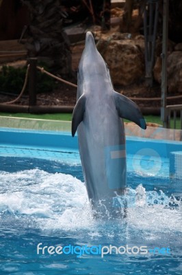 Dolphin's Dance Stock Photo