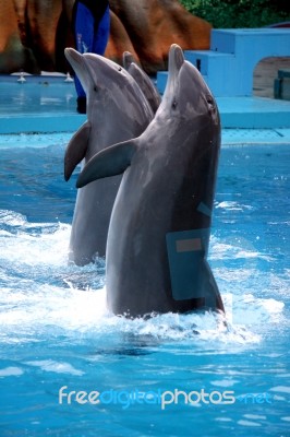 Dolphin's Dance Stock Photo