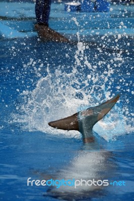 Dolphin's Tail Stock Photo