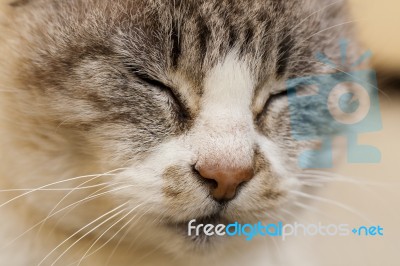 Domestic Cat Stock Photo