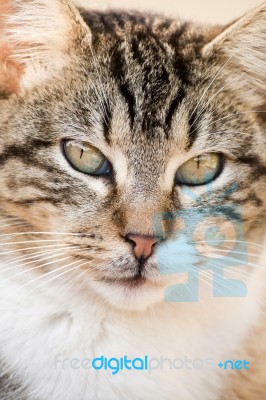 Domestic Cat Stock Photo