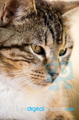 Domestic Cat Stock Photo