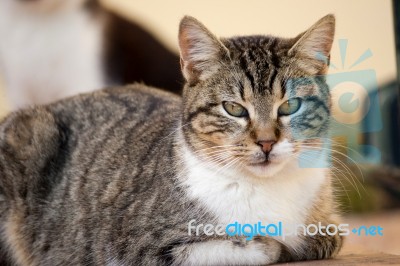 Domestic Cat Stock Photo