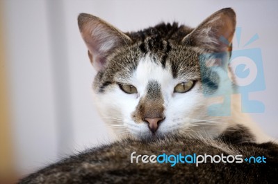 Domestic Cat Stock Photo