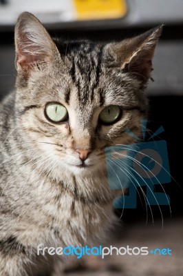 Domestic Cat Stock Photo