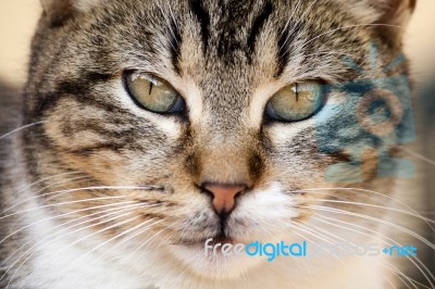 Domestic Cat Stock Photo