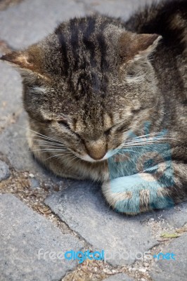 Domestic Cat Stock Photo