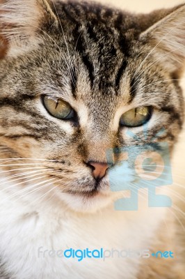 Domestic Cat Stock Photo