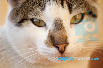 Domestic Cat Stock Photo