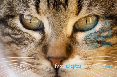 Domestic Cat Stock Photo