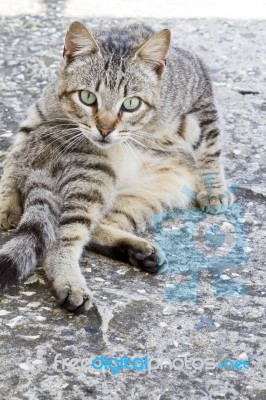 Domestic Cat On A Funny Pose Stock Photo