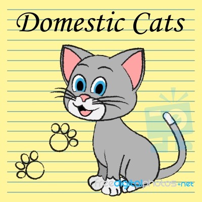 Domestic Cats Shows Family Kitty And Pedigree Stock Image