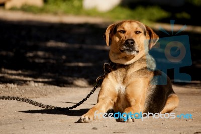 Domestic Dog Stock Photo