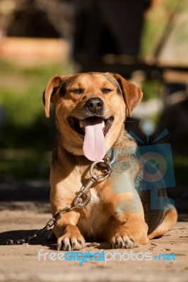 Domestic Dog Stock Photo