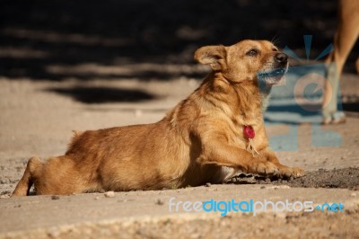 Domestic Dog Stock Photo