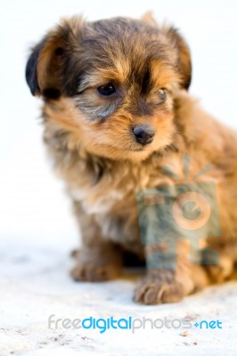 Domestic Dog Stock Photo