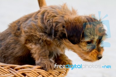 Domestic Dog Inside A Basket Stock Photo