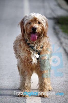 Domestic Dog On The Sideroad Stock Photo