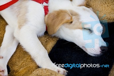 Domestic Dog Sleeping Stock Photo