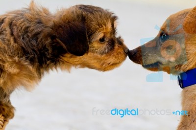 Domestic Dogs Get To Know Each Other Stock Photo