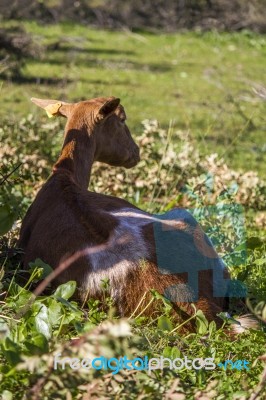 Domestic Goat Relaxing Stock Photo