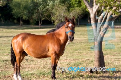 Domestic Horses In The Argentine Countryside Stock Photo