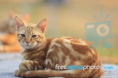 Domestic Orange Fur Cat Relaxing In Park With Beautiful Morning Light Stock Photo