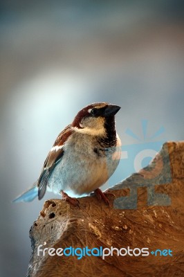 Domestic Sparrow Stock Photo