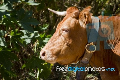 Domesticated Brown Cow Stock Photo