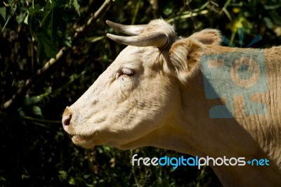 Domesticated Brown Cow Stock Photo