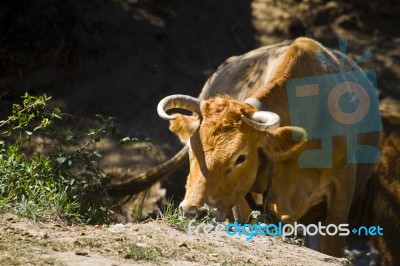 Domesticated Brown Cow Stock Photo