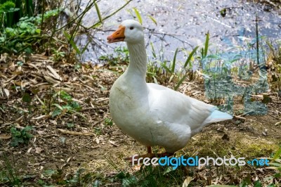 Domesticated Goose Living Wild Stock Photo