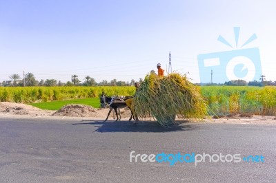 Donkey Cart In Egypt Stock Photo