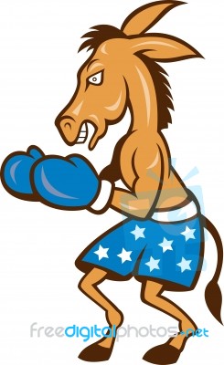 Donkey Jackass Boxing Stance Stock Image