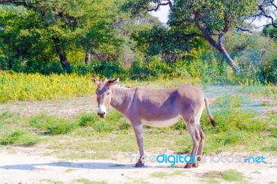 Donkey On The Field Stock Photo