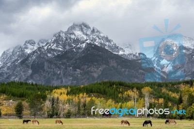 Donkeys In A Field In Grand Teton National Park Stock Photo