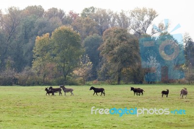 Donkeys Running Free Stock Photo