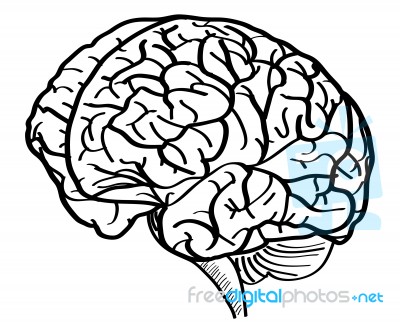 Doodle Uman Brain Outline Sketched Up Stock Image