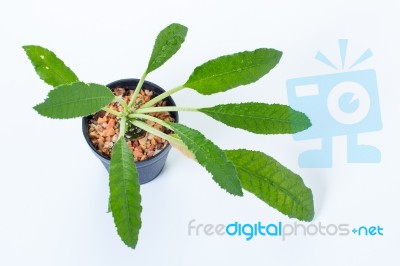 Dorstenia Foetida On White Background Stock Photo